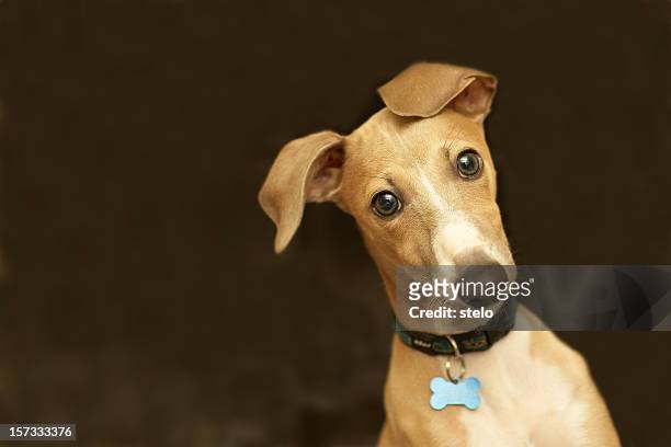 close-up of a cute italian greyhound with bone collar belt - collar 個照片及圖片檔