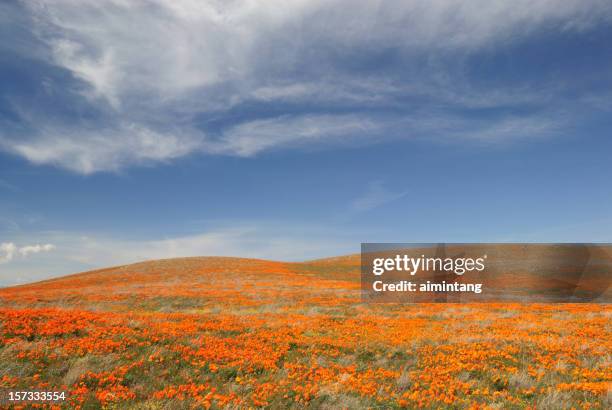 blooming poppies - california poppies stock pictures, royalty-free photos & images