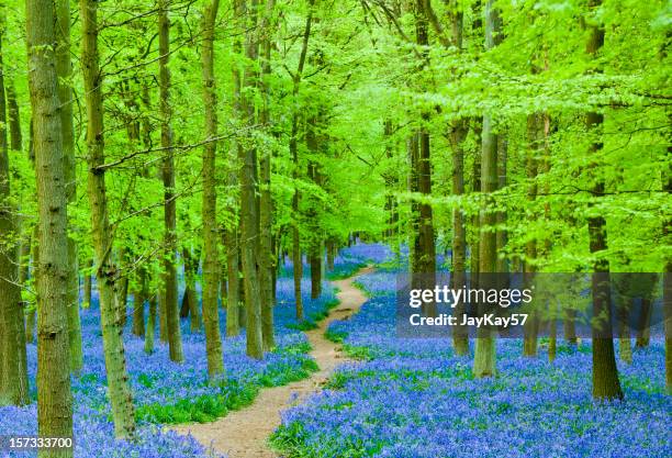 weg, der sich durch ein teppich von bluebells in einem wald - hügelkette chiltern hills stock-fotos und bilder