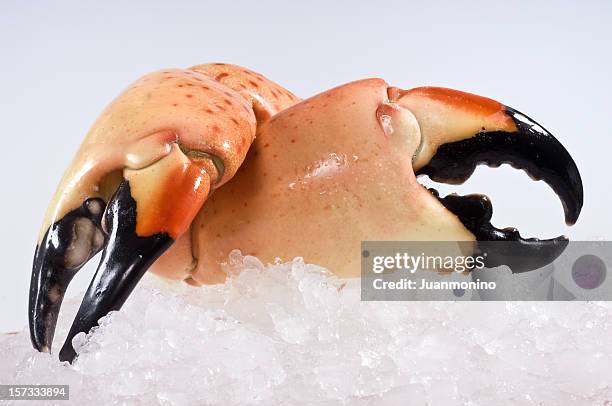 jumbo stone crab claws - claw stock pictures, royalty-free photos & images