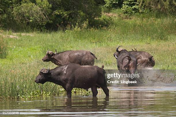 buffalo neben dem nil - nile river stock-fotos und bilder