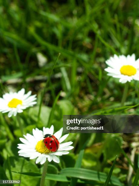 spring - seven spot ladybird stock pictures, royalty-free photos & images