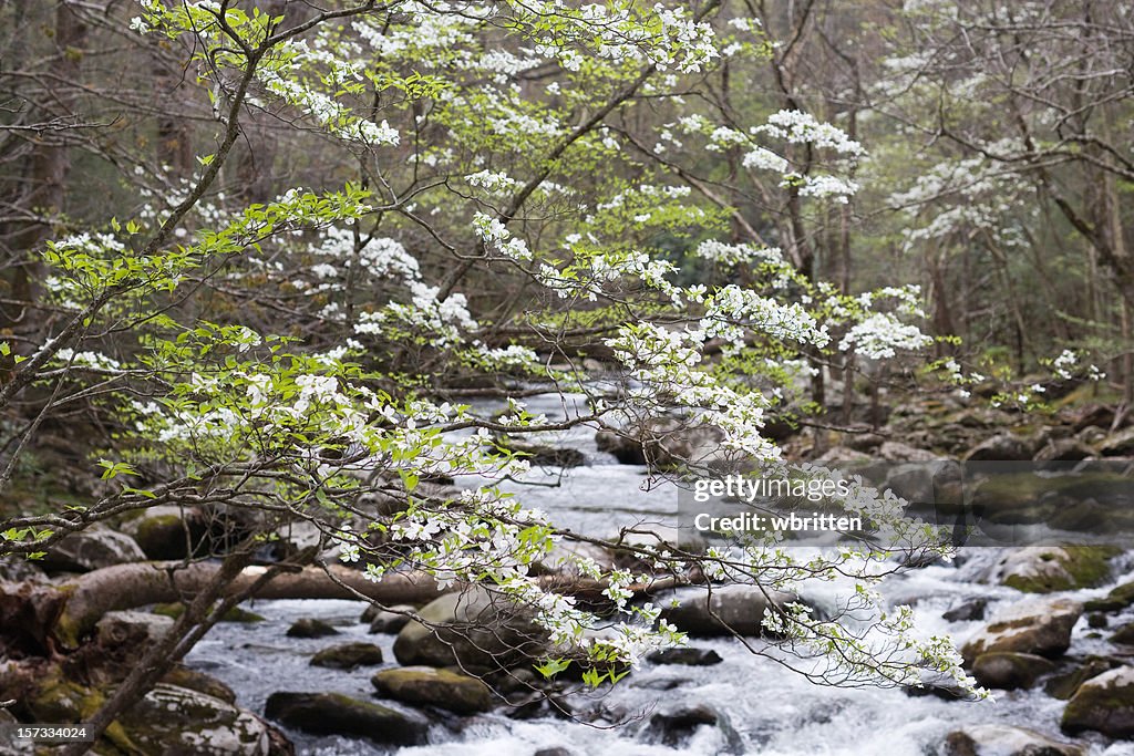 Dogwood time in the Smokies
