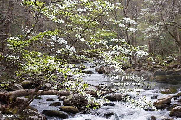 dogwood time in the smokies - dogwood blossom 個照片及圖片檔