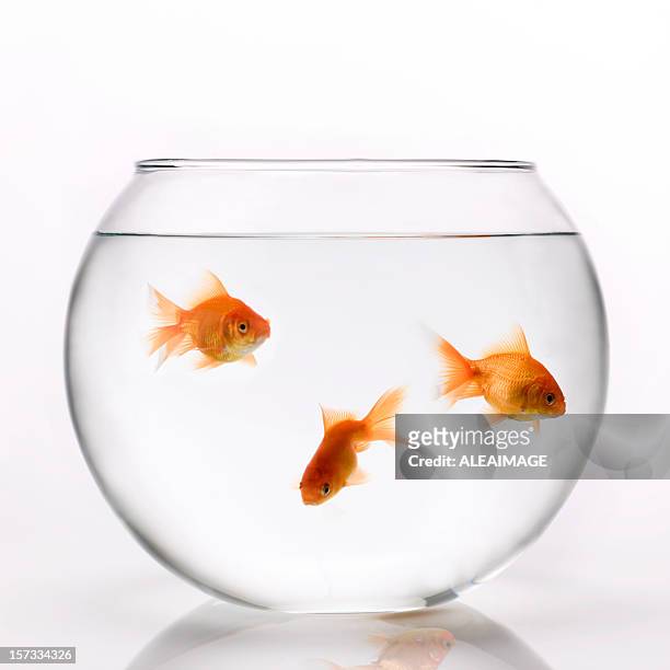 3 orange goldfish swimming in a glass bowl - guldfisk bildbanksfoton och bilder