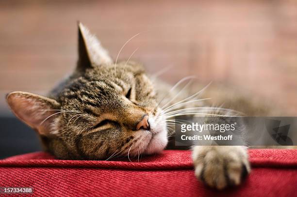 faule katze - tabby cat stock-fotos und bilder