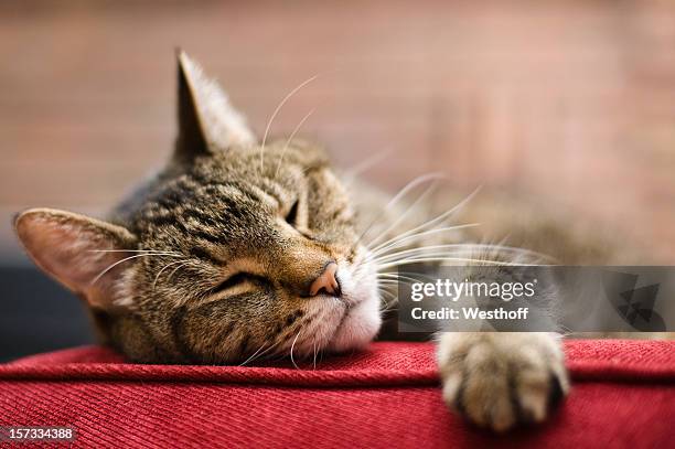 cat laying on red cushion with eyes closed - tabby cat stockfoto's en -beelden