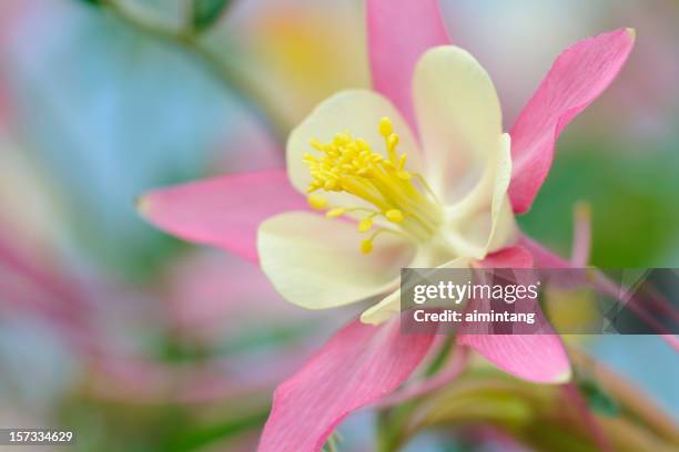 pink columbine - anther stockfoto's en -beelden