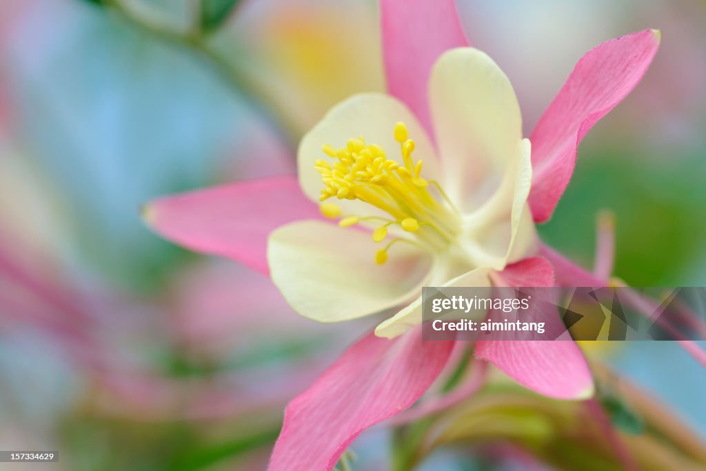Pink Columbine
