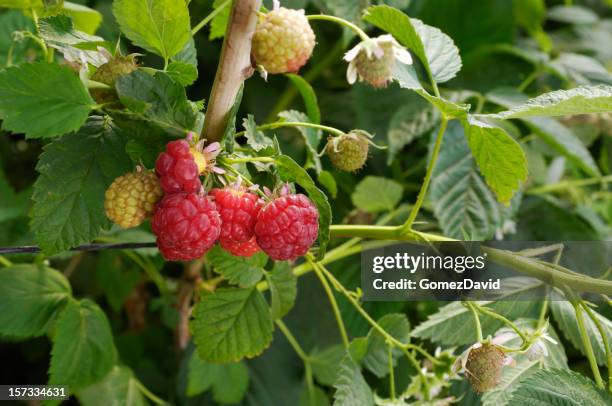 nahaufnahme von ripenig himbeeren auf der vine - himbeerpflanze stock-fotos und bilder