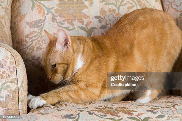 tabby cat scratching a chair - scratching stock pictures, royalty-free photos & images