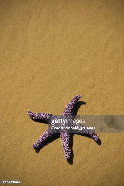 starfish on sandy beach - purple starfish stock pictures, royalty-free photos & images