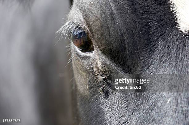 cow's eye with flies - cow eyes stock pictures, royalty-free photos & images