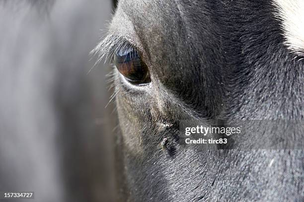 vaca olhos com voa - cow eye - fotografias e filmes do acervo