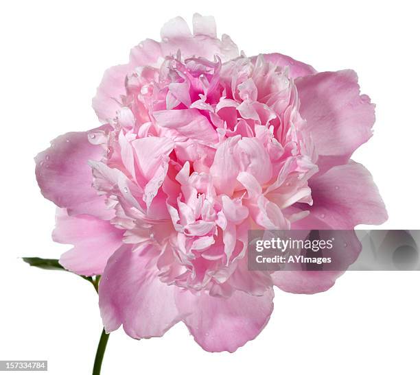 peony  'mons. jules elie'  (paeonia lactiflora) - peony stock pictures, royalty-free photos & images