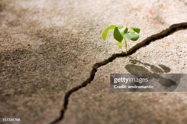 young plant growing in a crack on a concrete footpath. - concrete footpath stock pictures, royalty-free photos & images