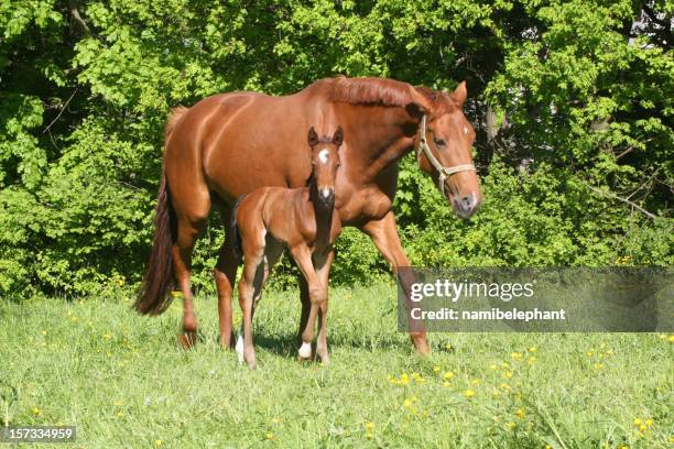 fohlen mit mutter - stute stock-fotos und bilder