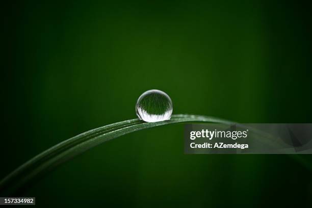 water drop - morning dew stockfoto's en -beelden