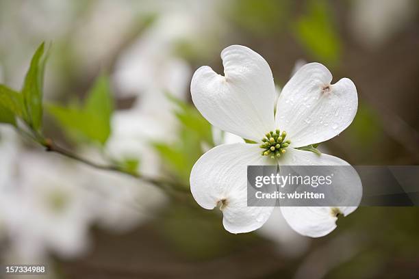 dogwoods nas smoky mountains (xxl - dogwood blossom - fotografias e filmes do acervo