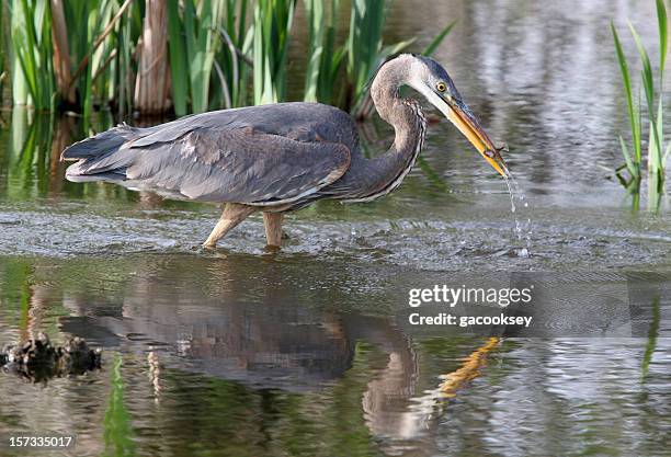 blue heron fishing - minnow fish bildbanksfoton och bilder