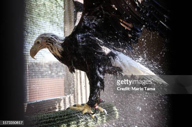 Bald eagle is sprayed down with water by a volunteer at Liberty Wildlife, an animal rehabilitation center and hospital, during afternoon temperatures...