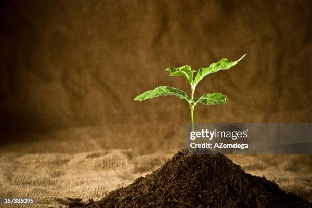 Oak Tree Sprout Photos and Premium High Res Pictures - Getty Images