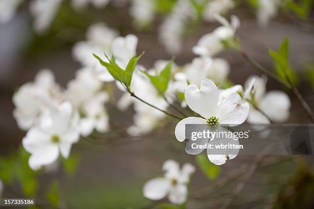 wild dogwoods in the smokies - dogwood blossom 個照片及圖片檔