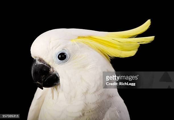 sulfur crested cockatoo close-up - pluim stockfoto's en -beelden