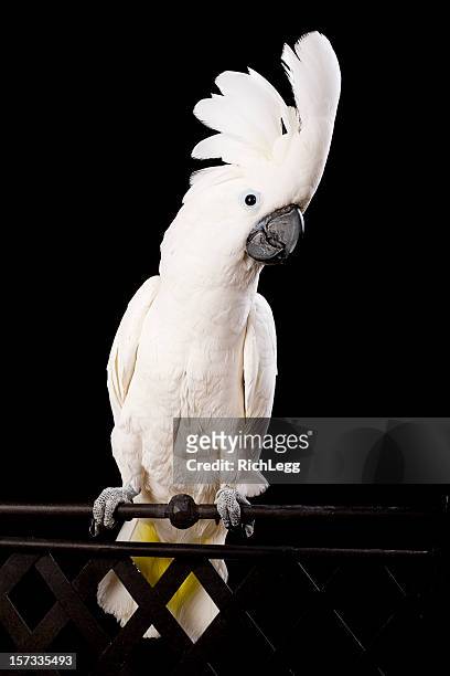 domesticated cockatoo - tame stock pictures, royalty-free photos & images