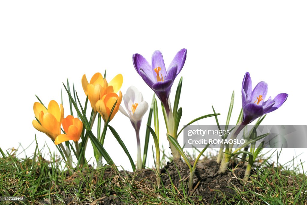 Krokus Makro, isoliert auf weiss und Gras, Norwegen