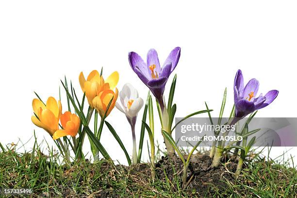 crocus macro isolated on white and grass, norway - krokus iris familie stockfoto's en -beelden