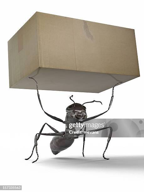 ant carrying a box - ant close up stock pictures, royalty-free photos & images