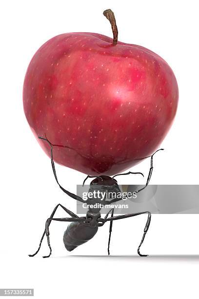 ant carrying an apple - ant stock pictures, royalty-free photos & images