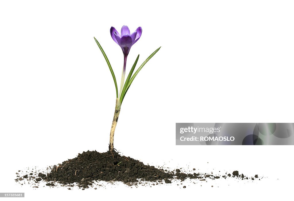 Crocus and soil isolated on white