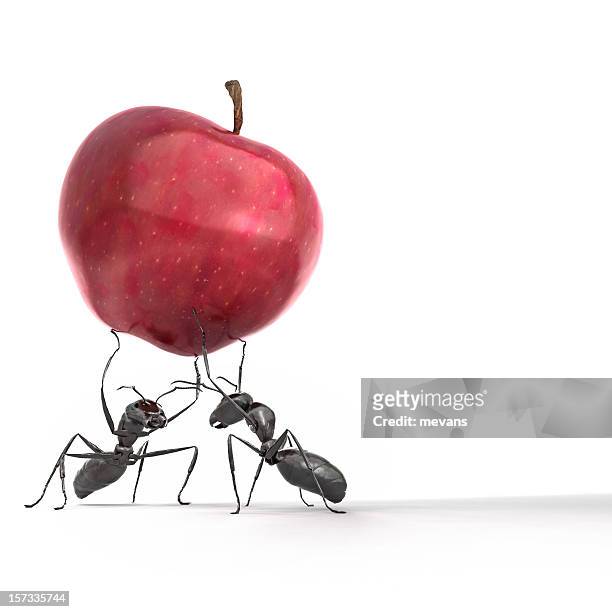 ants carrying an apple - animal teamwork stockfoto's en -beelden