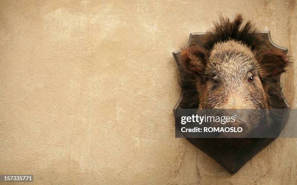 wild boar on a wall in volterra, tuscany italy - trophy wall stock pictures, royalty-free photos & images