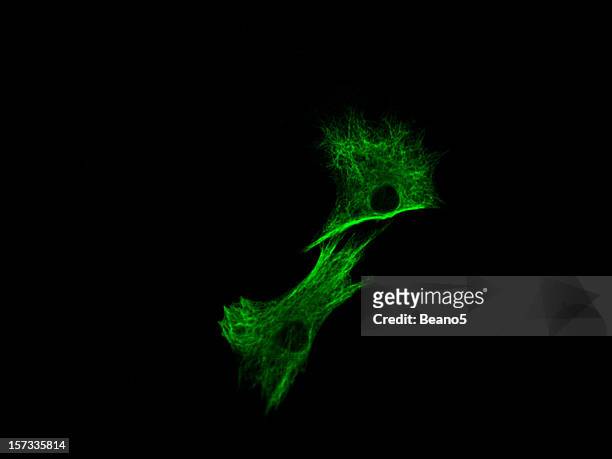 immunofluorescence éosine - microphotographie immunofluorescente photos et images de collection