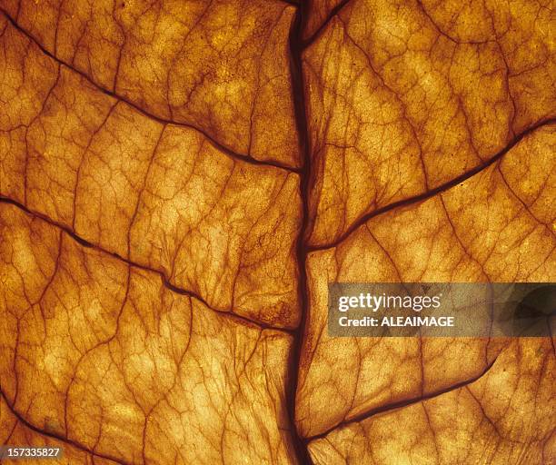 close-up of underside of orange leaf veins - bladnerf stockfoto's en -beelden