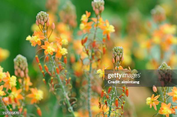 colorful bulbine - bulbine stock pictures, royalty-free photos & images