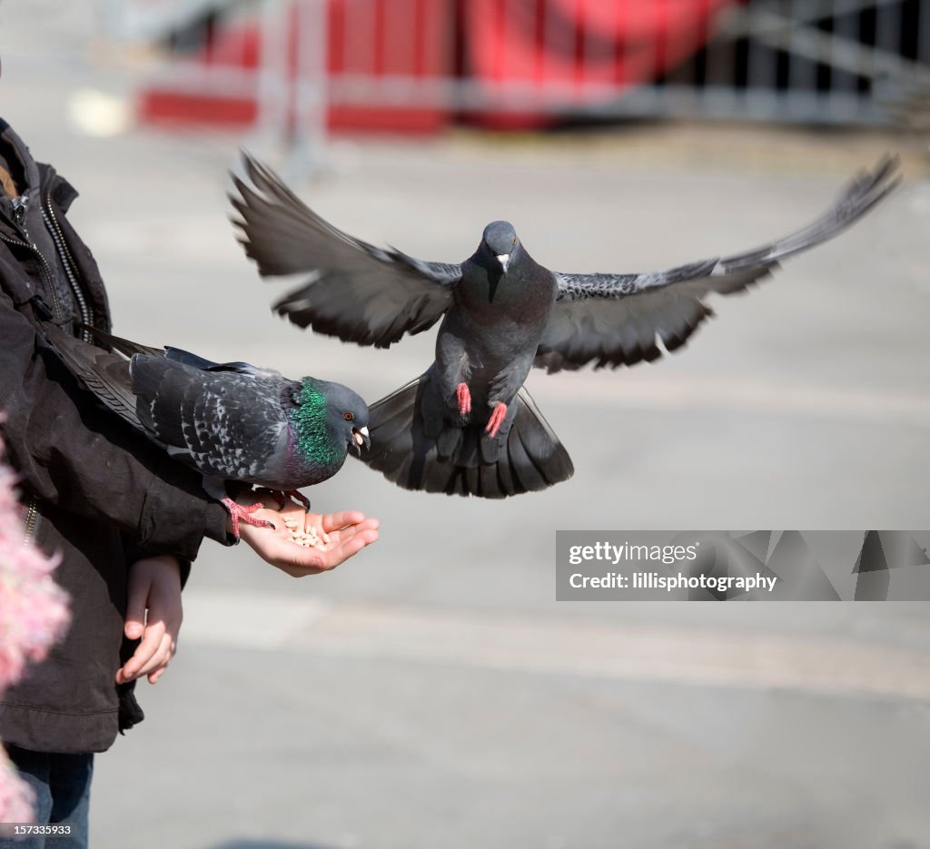 Feeding Pigeons St. Mark's Square Venice