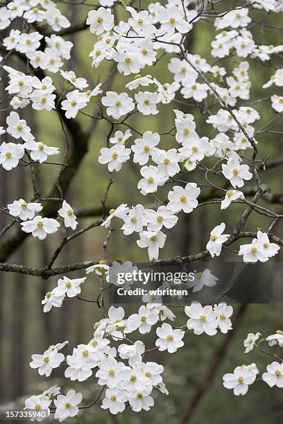 shower of dogwood blossoms - dogwood blossom stockfoto's en -beelden