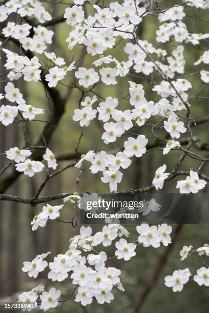 shower of dogwood blossoms - dogwood blossom bildbanksfoton och bilder