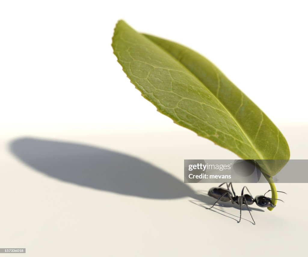 Ant Carrying a Leaf