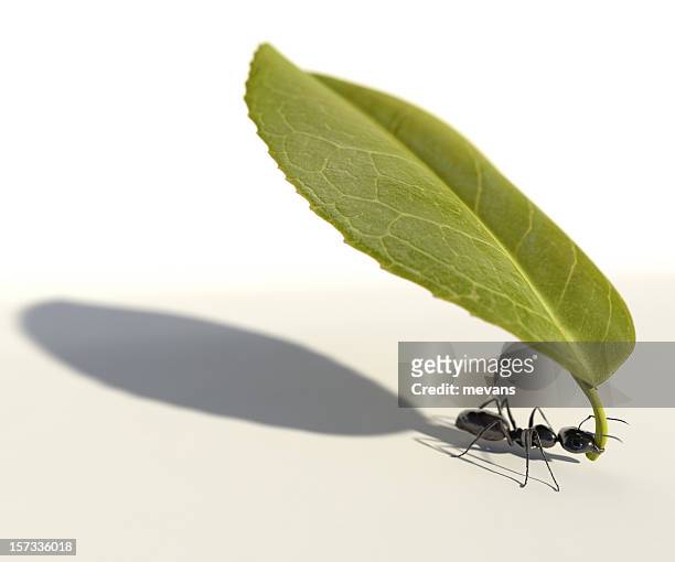 ant carrying a leaf - ant carrying stock pictures, royalty-free photos & images