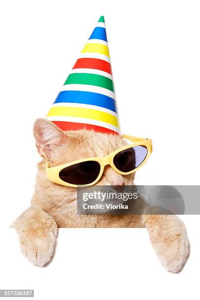 it's party time !!! - cat holding sign stock pictures, royalty-free photos & images