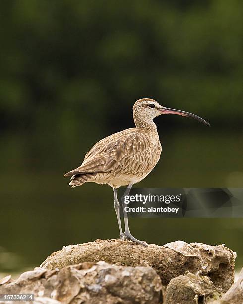 whimbrel against dark background (shorebird) - sandpiper stock pictures, royalty-free photos & images