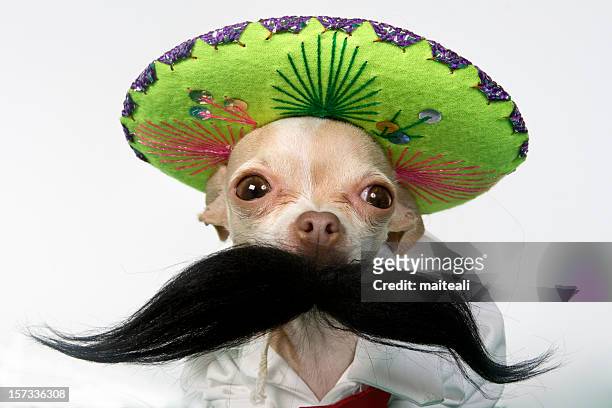 tawdry - sombrero stock pictures, royalty-free photos & images