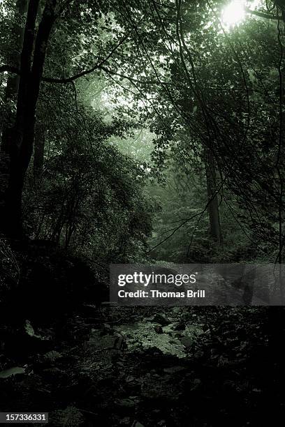 359,000+ Dark Forest Stock Photos, Pictures & Royalty-Free Images