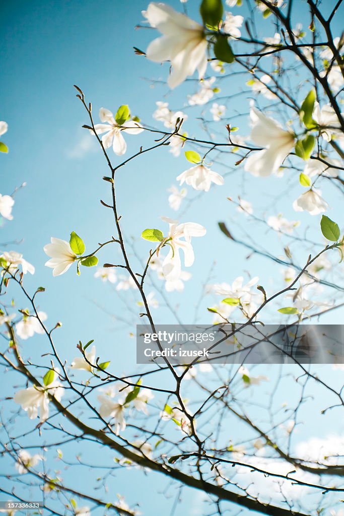 Apple blossoms in Hordaland County