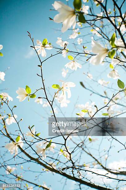 apple blossoms in hordaland county - springtime stockfoto's en -beelden